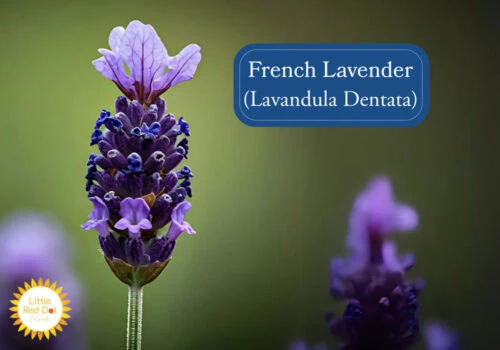 French Lavender (Lavandula Dentata) Inline 1000 x 700 French Lavender (Lavandula Dentata) Inline 1000 x 700
