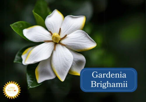 Gardenia Brighamii Gardenia Brighamii
