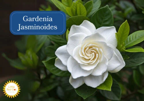 Gardenia Jasminoides Gardenia Jasminoides