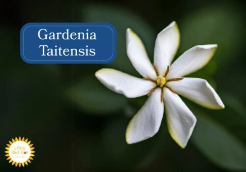 Gardenia Taitensis Gardenia Taitensis