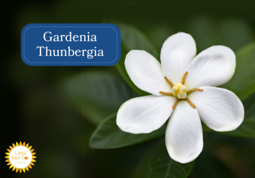 Gardenia Thunbergia