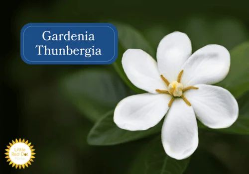 Gardenia Thunbergia Gardenia Thunbergia