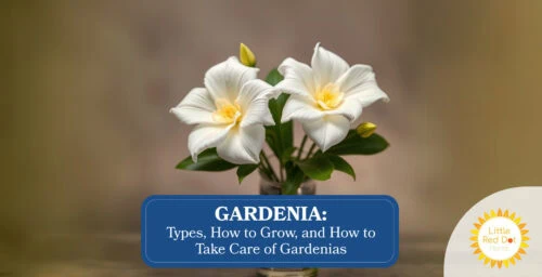 Gardenia Types How to Grow and How to Take Care of Gardenias psd kra Gardenia Types How to Grow and How to Take Care of Gardenias psd kra