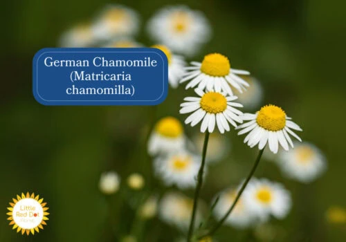 German Chamomile (Matricaria chamomilla) Inline 1000 x 700 German Chamomile (Matricaria chamomilla) Inline 1000 x 700