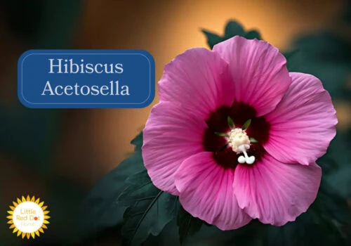 Hibiscus Acetosella Inline 1000 x 700 psd kra Hibiscus Acetosella Inline 1000 x 700 psd kra