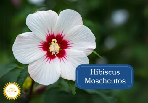 Hibiscus Moscheutos Inline 1000 x 700 Hibiscus Moscheutos Inline 1000 x 700
