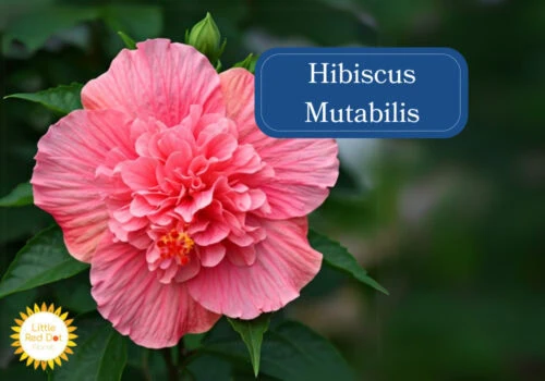 Hibiscus Mutabilis Inline 1000 x 700 Hibiscus Mutabilis Inline 1000 x 700