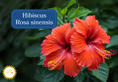 Hibiscus Rosa sinensis Inline 1000 x 700 Hibiscus Rosa sinensis Inline 1000 x 700