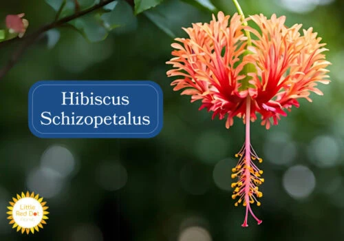 Hibiscus Schizopetalus Inline 1000 x 700 Hibiscus Schizopetalus Inline 1000 x 700