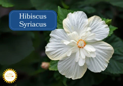 Hibiscus Syriacus Inline 1000 x 700 Hibiscus Syriacus Inline 1000 x 700