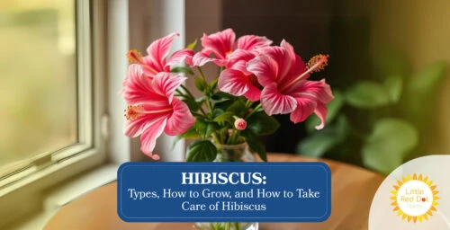 Hibiscus Types How to Grow and How to Take Care of Hibiscus Hibiscus Types How to Grow and How to Take Care of Hibiscus