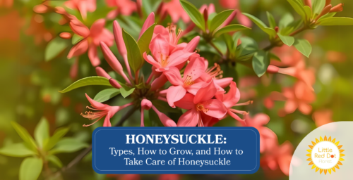 Honeysuckle Types How to Grow and How to Take Care of Honeysuckle Headline 1640 x 840