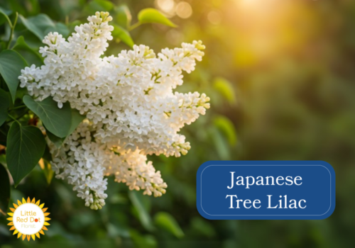 Japanese Tree Lilac Inline 1000 x 700 Japanese Tree Lilac Inline 1000 x 700