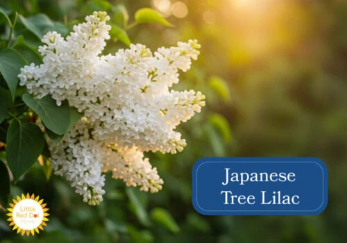 Japanese Tree Lilac Inline 1000 x 700 Japanese Tree Lilac Inline 1000 x 700