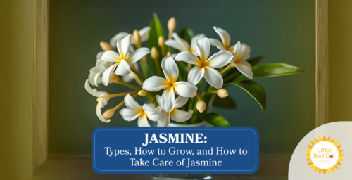 Jasmine Types How to Grow and How to Take Care of Jasmine Headline 1640 x 840