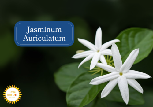 Jasminum Auriculatum Inline 1000 x 700 Jasminum Auriculatum Inline 1000 x 700