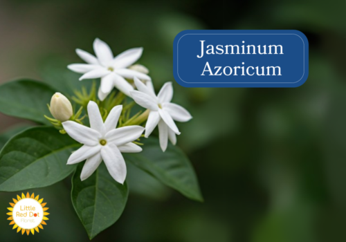 Jasminum Azoricum Inline 1000 x 700 Jasminum Azoricum Inline 1000 x 700