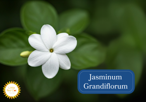 Jasminum Grandiflorum Inline 1000 x 700 Jasminum Grandiflorum Inline 1000 x 700