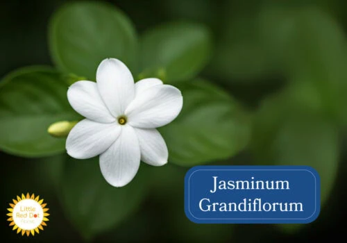 Jasminum Grandiflorum Inline 1000 x 700 Jasminum Grandiflorum Inline 1000 x 700
