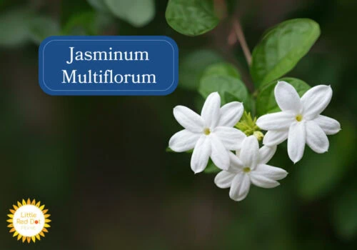 Jasminum Multiflorum Inline 1000 x 700 Jasminum Multiflorum Inline 1000 x 700