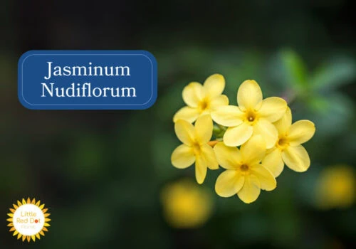 Jasminum Nudiflorum Inline 1000 x 700 Jasminum Nudiflorum Inline 1000 x 700