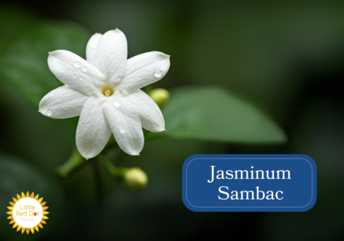 Jasminum Sambac Inline 1000 x 700 Jasminum Sambac Inline 1000 x 700