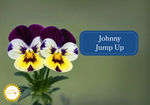 Johnny Jump Up Inline 1000 x 700 Johnny Jump Up Inline 1000 x 700