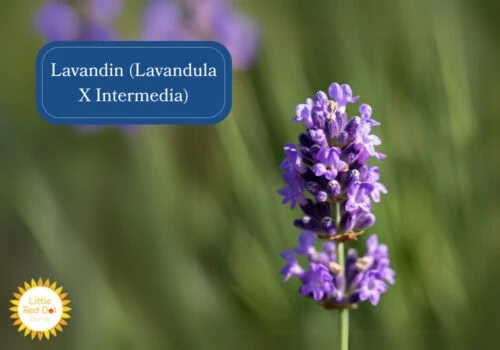 Lavandin (Lavandula X Intermedia) Inline 1000 x 700 Lavandin (Lavandula X Intermedia) Inline 1000 x 700