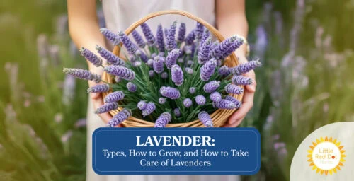 Lavender Types How to Grow and How to Take Care of Lavenders Lavender Types How to Grow and How to Take Care of Lavenders