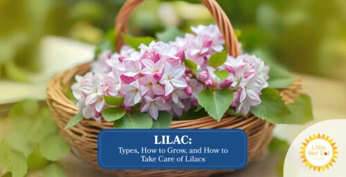 Lilac Types How to Grow and How to Take Care of Lilacs Headline 1640 x 840 Lilac Types How to Grow and How to Take Care of Lilacs Headline 1640 x 840
