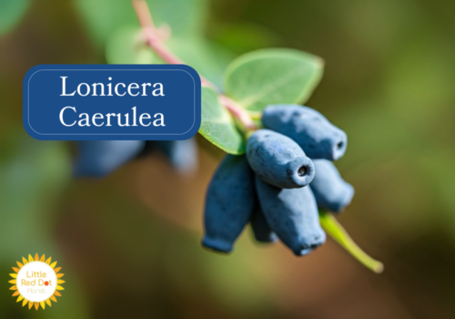 Lonicera Caerulea Inline 1000 x 700 Lonicera Caerulea Inline 1000 x 700