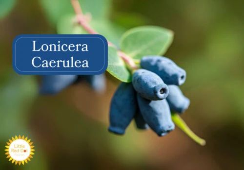 Lonicera Caerulea Inline 1000 x 700 Lonicera Caerulea Inline 1000 x 700