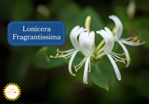 Lonicera Fragrantissima Inline 1000 x 700 Lonicera Fragrantissima Inline 1000 x 700
