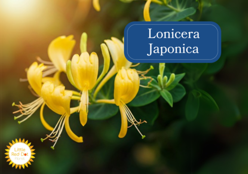 Lonicera Japonica Inline 1000 x 700 Lonicera Japonica Inline 1000 x 700