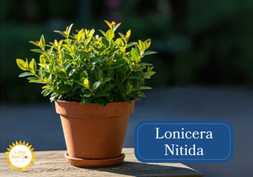 Lonicera Nitida Inline 1000 x 700 Lonicera Nitida Inline 1000 x 700