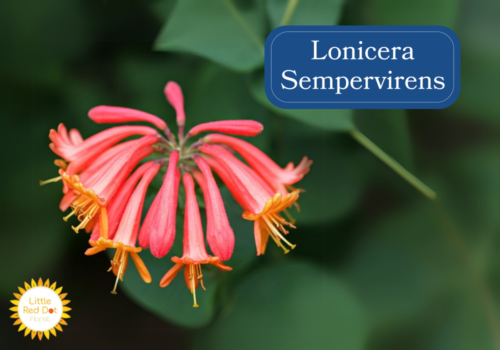 Lonicera Sempervirens Inline 1000 x 700 Lonicera Sempervirens Inline 1000 x 700