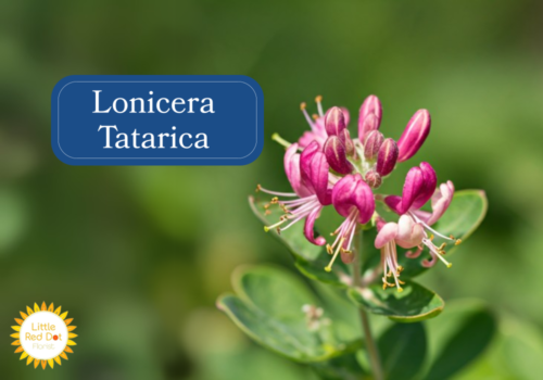 Lonicera Tatarica Inline 1000 x 700 Lonicera Tatarica Inline 1000 x 700