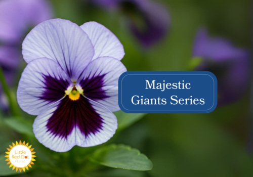 Majestic Giants Series Inline 1000 x 700 Majestic Giants Series Inline 1000 x 700