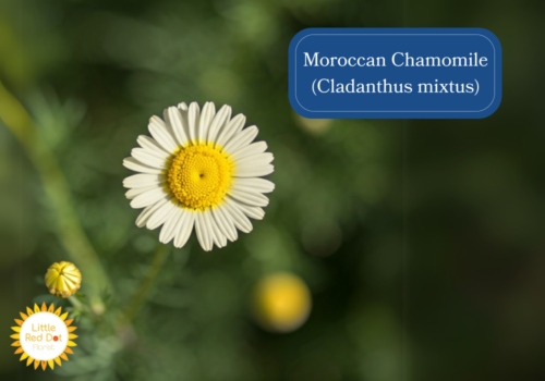 Moroccan Chamomile (Cladanthus mixtus) Inline 1000 x 700 Moroccan Chamomile (Cladanthus mixtus) Inline 1000 x 700