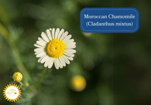 Moroccan Chamomile (Cladanthus mixtus) Inline 1000 x 700 Moroccan Chamomile (Cladanthus mixtus) Inline 1000 x 700