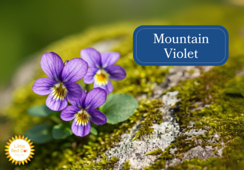 Mountain Violet Inline 1000 x 700 Mountain Violet Inline 1000 x 700