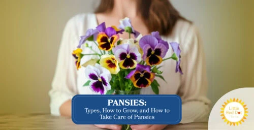 Pansies Types How to Grow and How to Take Care of Pansies Headline 1640 x Pansies Types How to Grow and How to Take Care of Pansies Headline 1640 x
