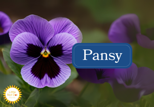 Pansy Inline 1000 x 700 Pansy Inline 1000 x 700