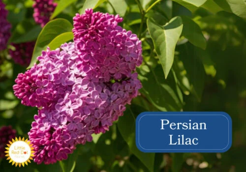 Persian Lilac Inline 1000 x 700 Persian Lilac Inline 1000 x 700