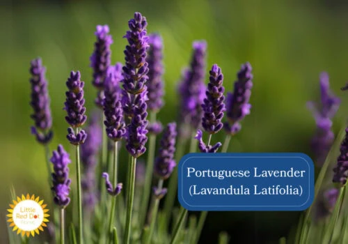 Portuguese Lavender (Lavandula Latifolia) Inline 1000 x 700 Portuguese Lavender (Lavandula Latifolia) Inline 1000 x 700