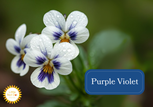 Purple Violet Inline 1000 x 700 Purple Violet Inline 1000 x 700