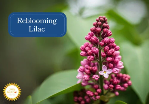 Reblooming Lilac Inline 1000 x 700 Reblooming Lilac Inline 1000 x 700