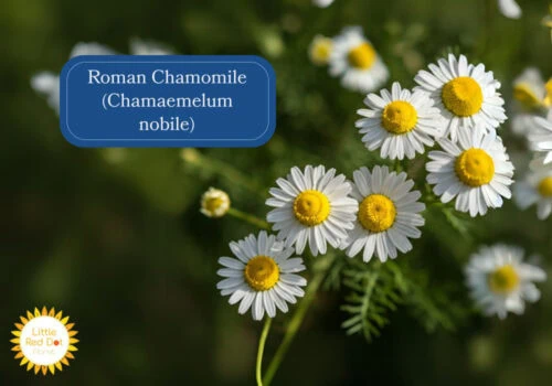 Roman Chamomile (Chamaemelum nobile) Inline 1000 x 700 Roman Chamomile (Chamaemelum nobile) Inline 1000 x 700