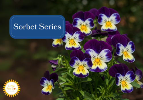 Sorbet Series Inline 1000 x 700 Sorbet Series Inline 1000 x 700