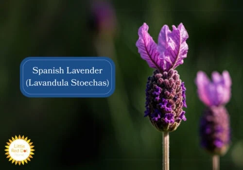 Spanish Lavender (Lavandula Stoechas) Inline 1000 x 700 Spanish Lavender (Lavandula Stoechas) Inline 1000 x 700